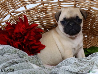 Pug dogs Holly - Ad 4