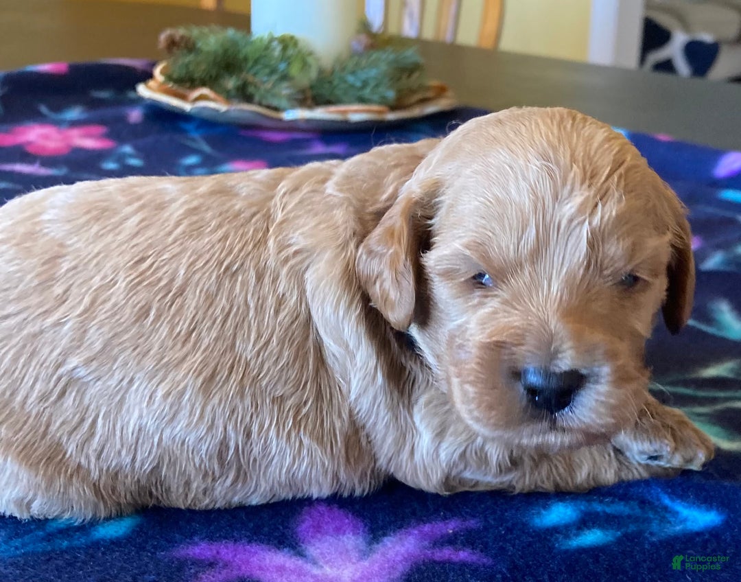 Labradoodle dogs for sale: Simba - Ad 3