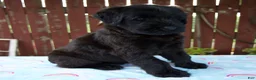 Giant Schnauzer dogs for sale: Luann - Ad 3