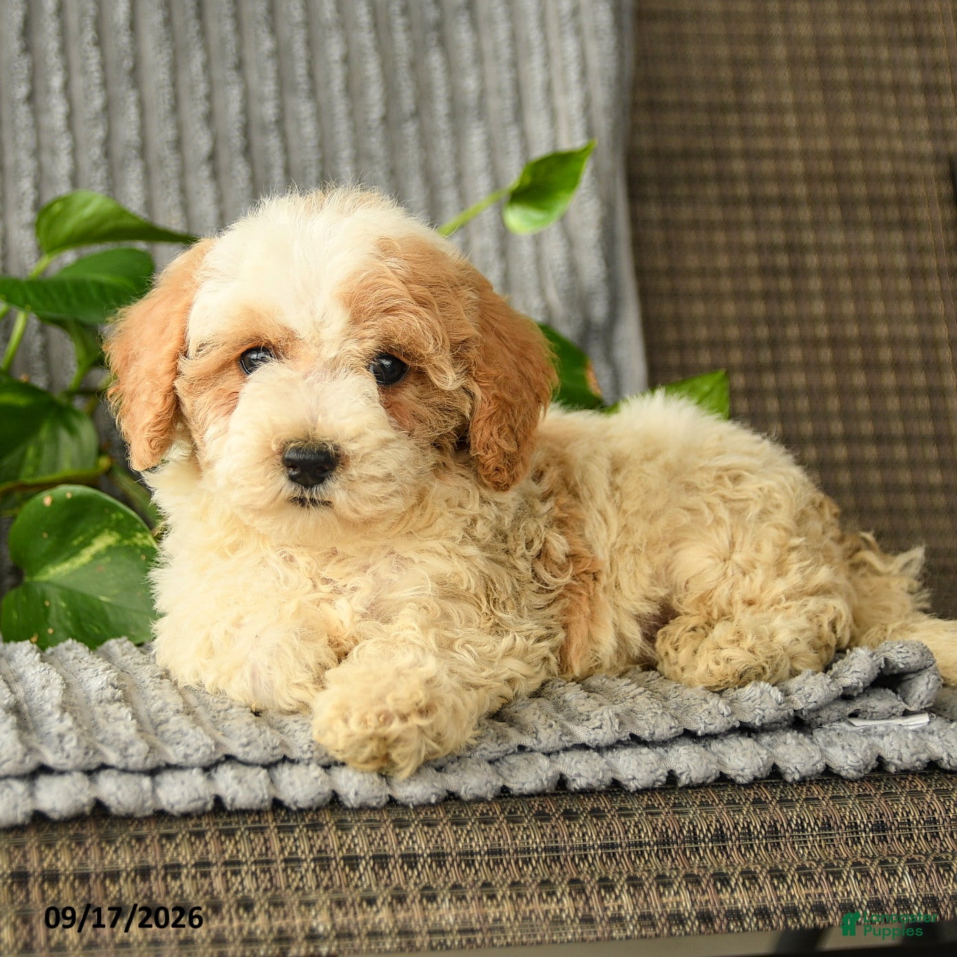 Bichpoo dogs Chloe - Ad 2