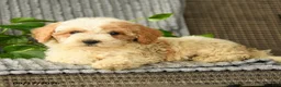 Bichpoo dogs for sale: Chloe - Ad 2