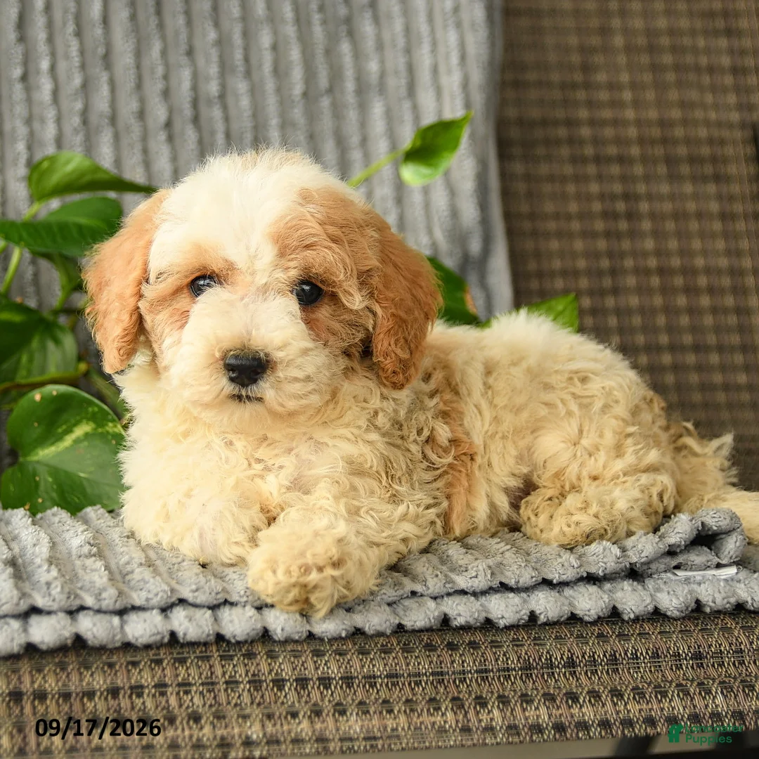Bichpoo dogs for sale: Chloe - Ad 2