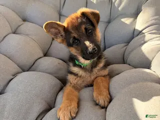 German Shepherd dogs Jet - Ad 34