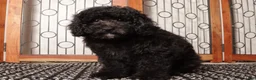 Miniature Poodle dogs for sale: Ben Shy Mini Poodle - ICA - Ad 3