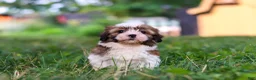 Shih Tzu dogs for sale: Coco - Ad 10