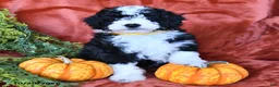 Aussiedoodle dogs for sale: Alaina  - Ad 4