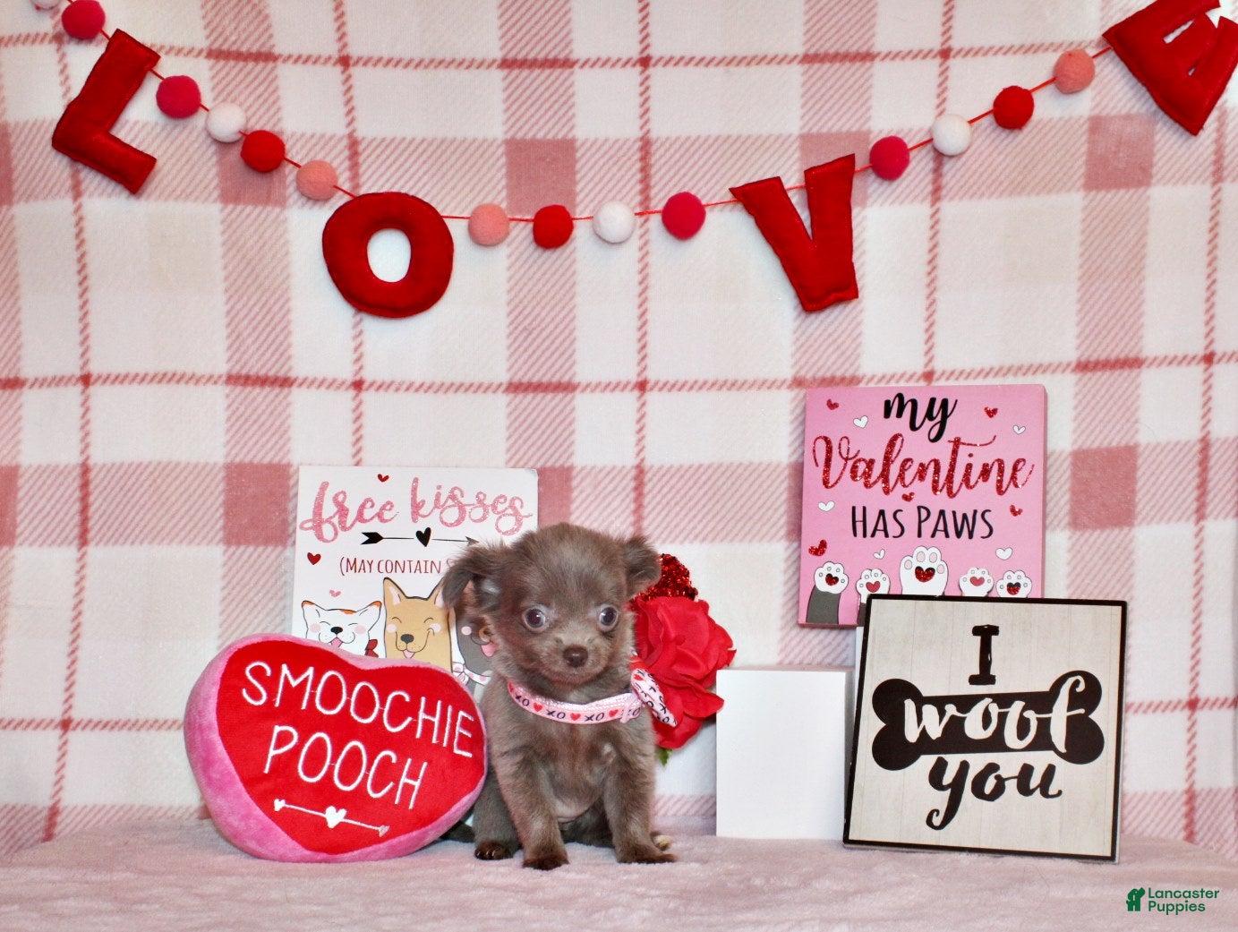 Chihuahua dogs Frankie - Ad 11