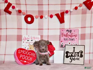 Chihuahua dogs Frankie - Ad 11