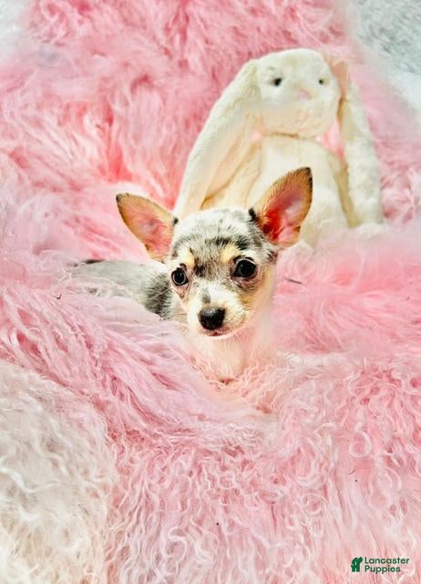 Chihuahua dogs Chihuahua 1 - Ad 2