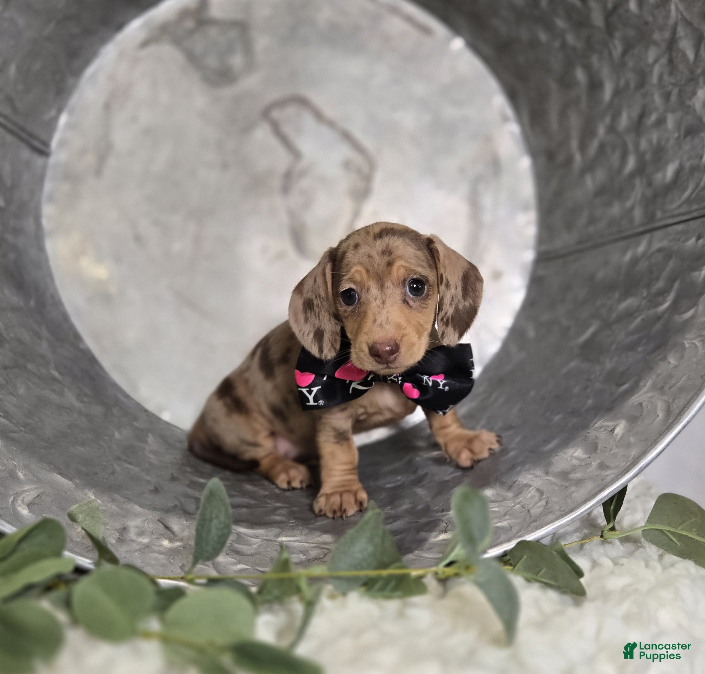 Miniature Dachshund dogs Ashley - Ad 2
