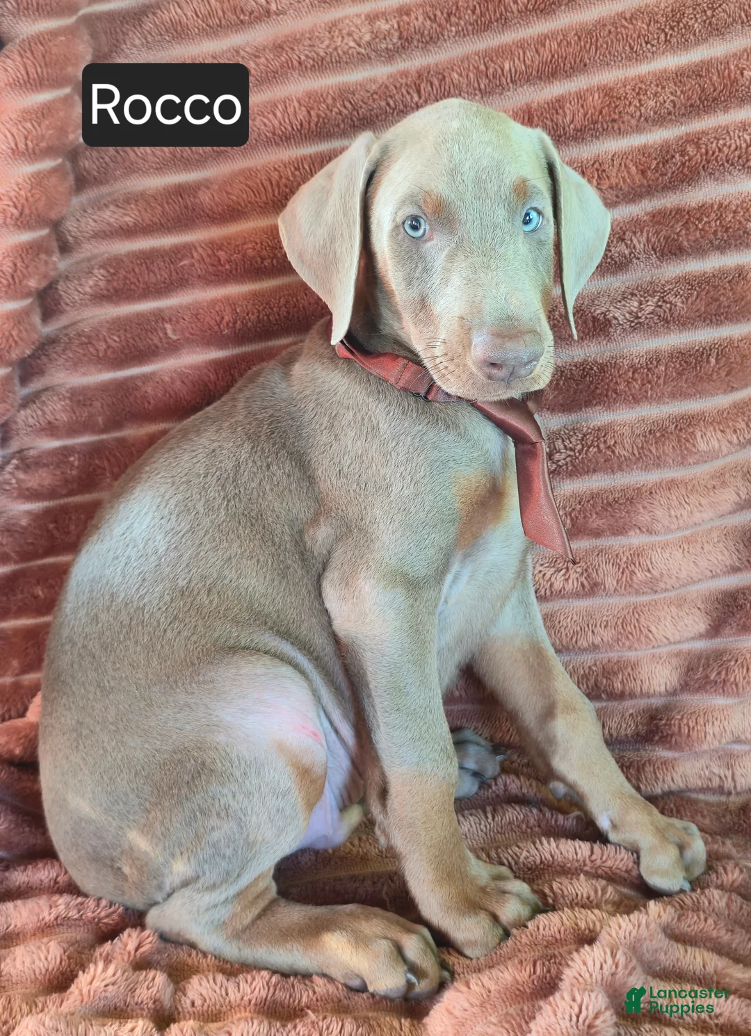 Doberman Pinscher dogs for sale: Rocco - Ad 5