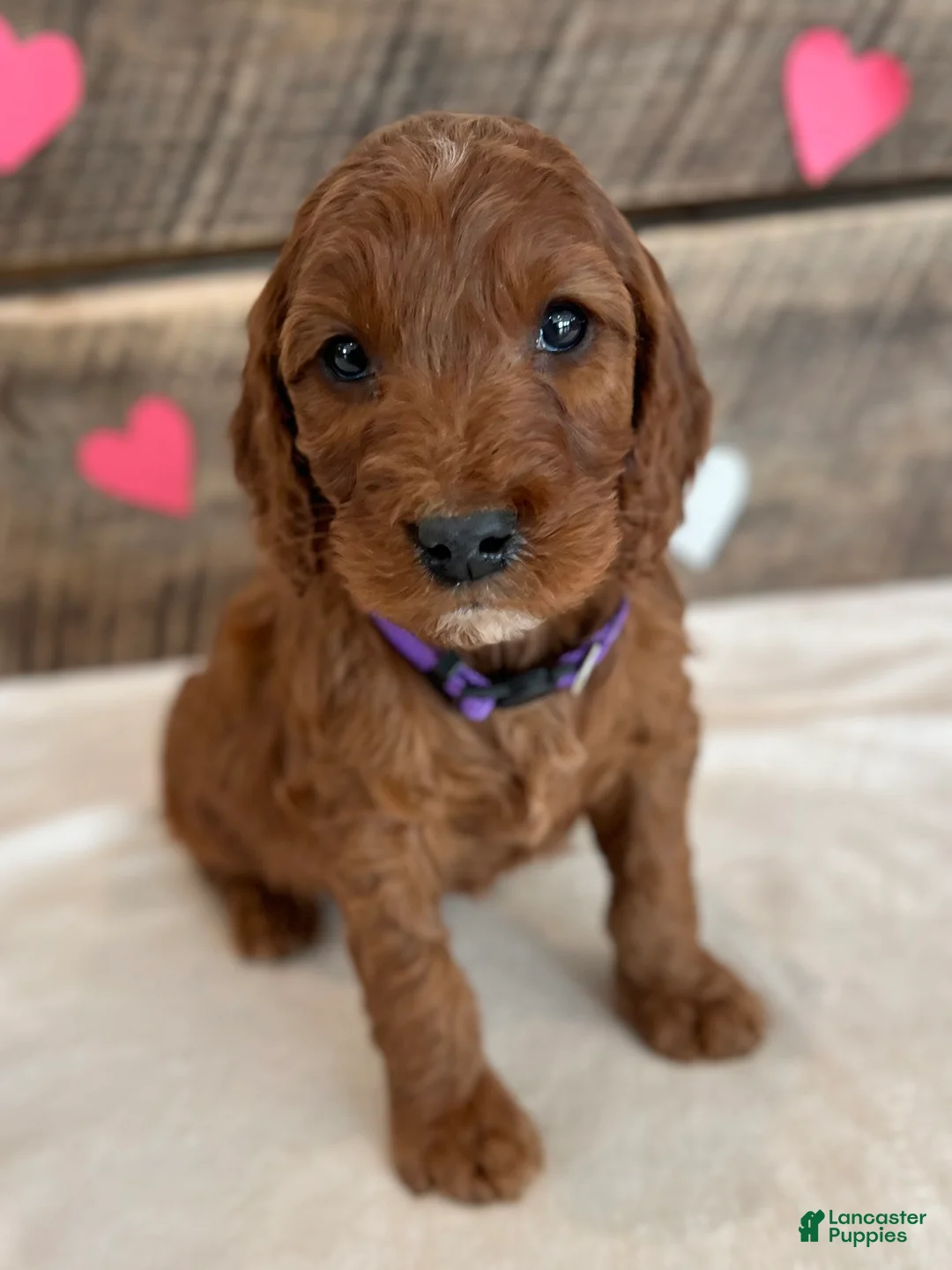 Irish Doodle dogs for sale: Lily - Ad 11