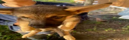 German Shepherd dogs for sale: German Shepherd 7 - Ad 2