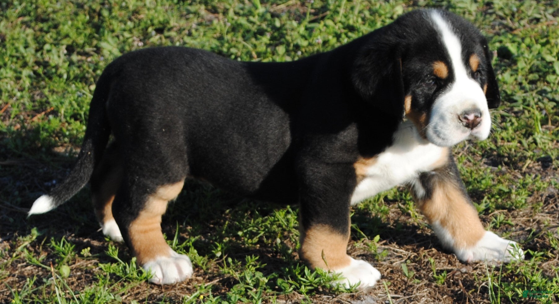 Greater Swiss Mountain Dog dogs Greater Swiss Mountain Dog Puppy Toby - Ad 2