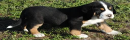Greater Swiss Mountain Dog dogs for sale: Greater Swiss Mountain Dog Puppy Toby - Ad 2
