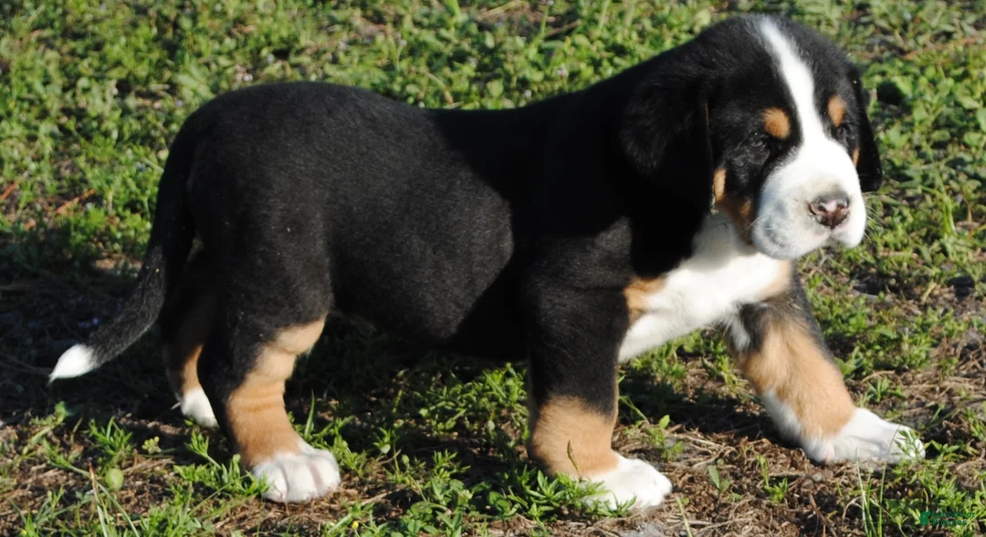 Greater Swiss Mountain Dog dogs for sale: Greater Swiss Mountain Dog Puppy Toby - Ad 2