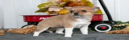 Chihuahua dogs for sale: Frida - Ad 3