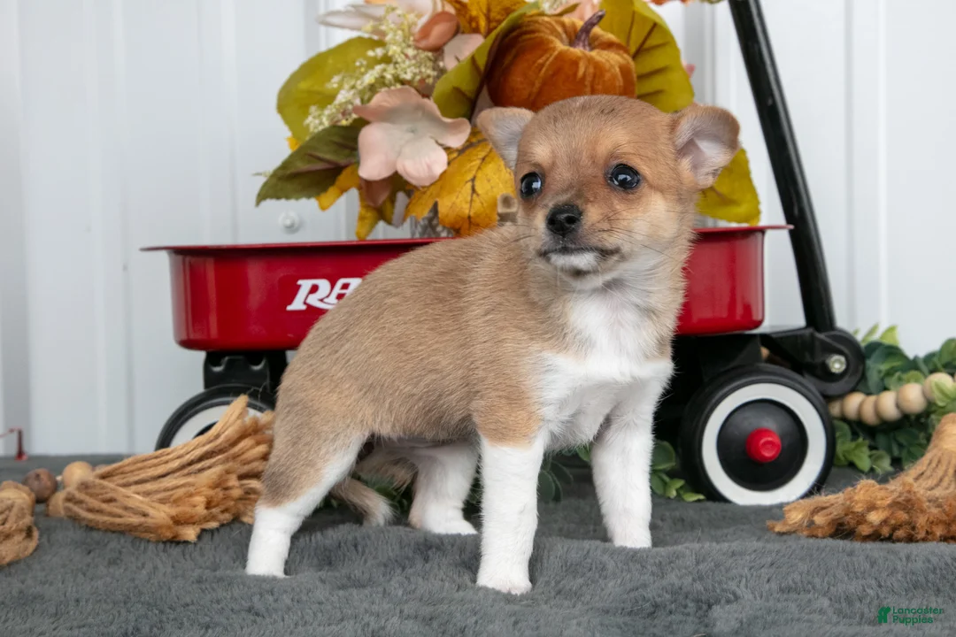 Chihuahua dogs for sale: Frida - Ad 3