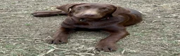 Labrador Retriever dogs for sale: Labrador Retriever - Ad 2