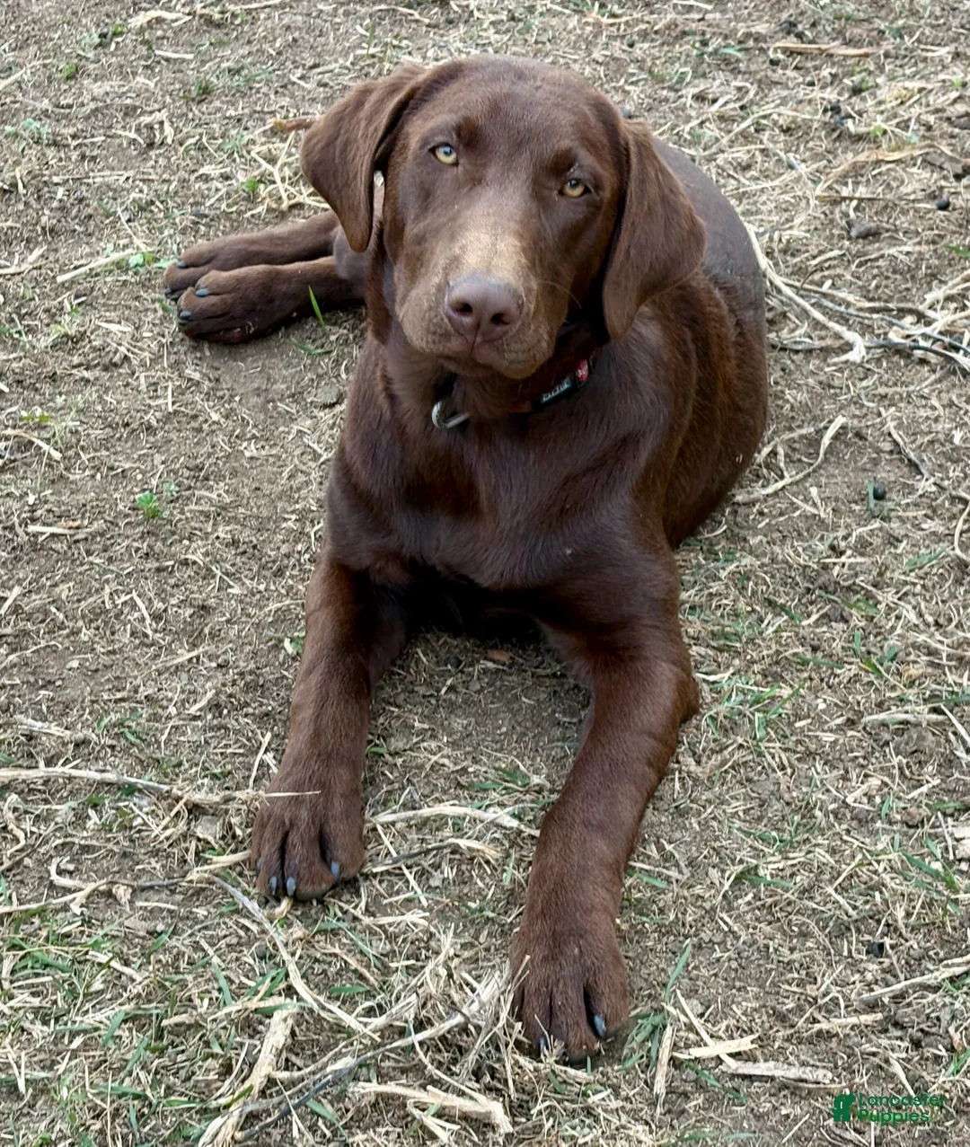 Labrador Retriever dogs for sale: Labrador Retriever - Ad 2