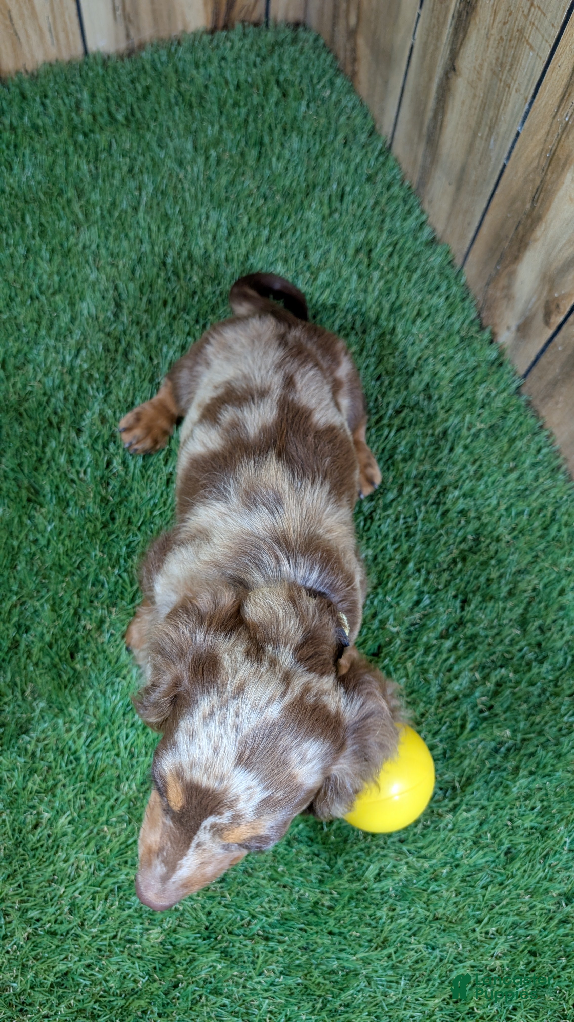 Miniature Dachshund dogs Sweetie Boy 3 - Ad 2