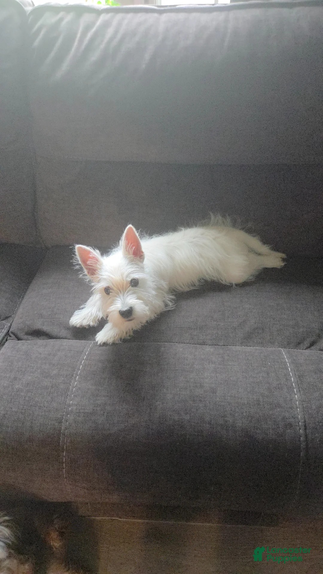 West Highland Terrier dogs for sale: Bart - Ad 7