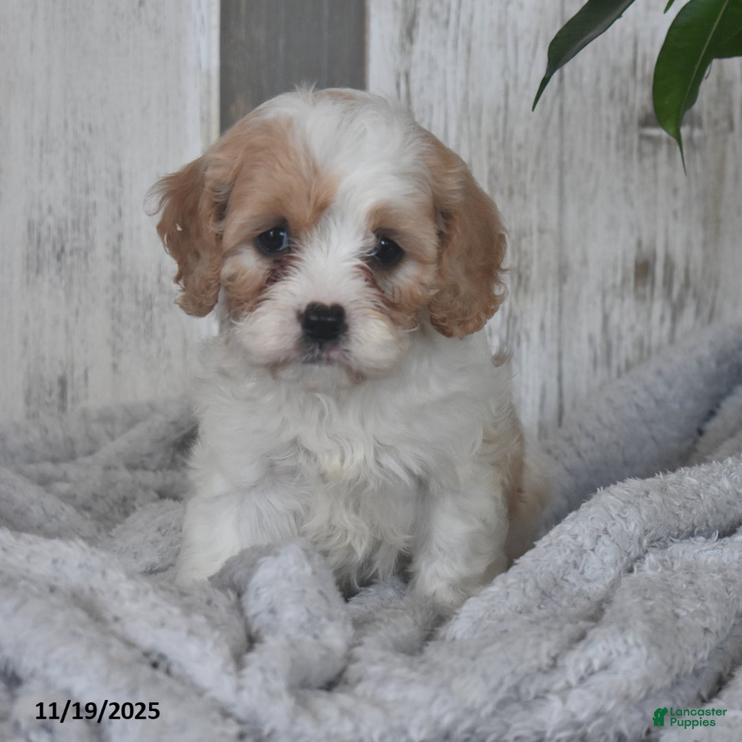 Cavapoo dogs for sale: Jenny - Ad 1