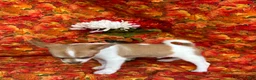 Pomchi dogs for sale: Sammy - Ad 5