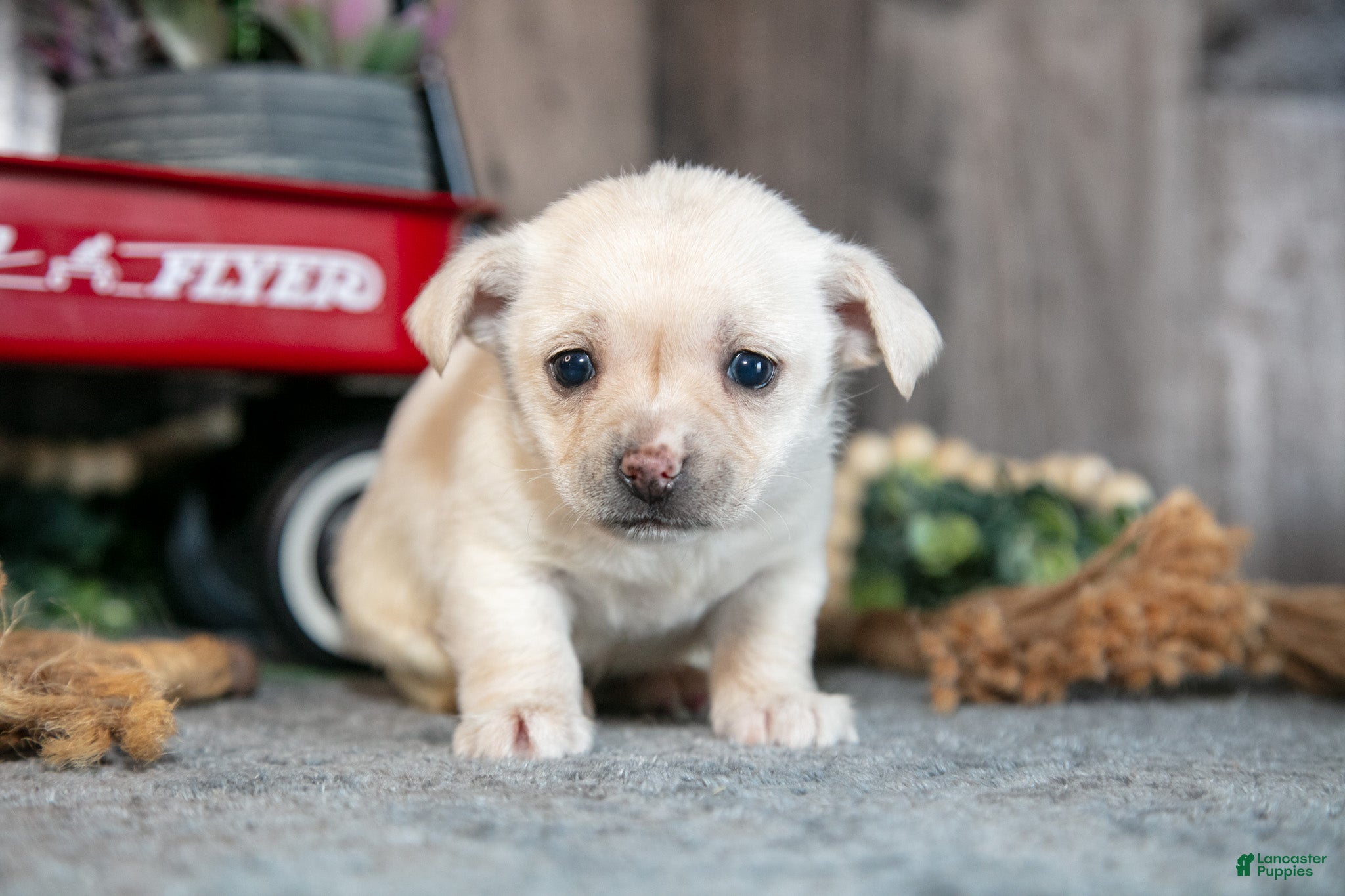 Chihuahua dogs Kara - Ad 2