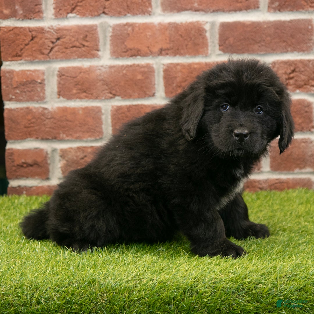 Newfoundland dogs for sale: Dash - Ad 2