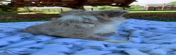 Miniature Australian Shepherd dogs for sale: Bella - Ad 3