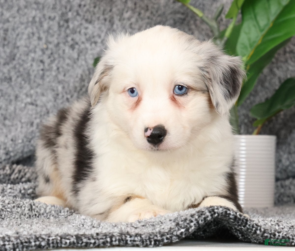 Miniature Australian Shepherd dogs Carly - Ad 2