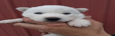 Dixie