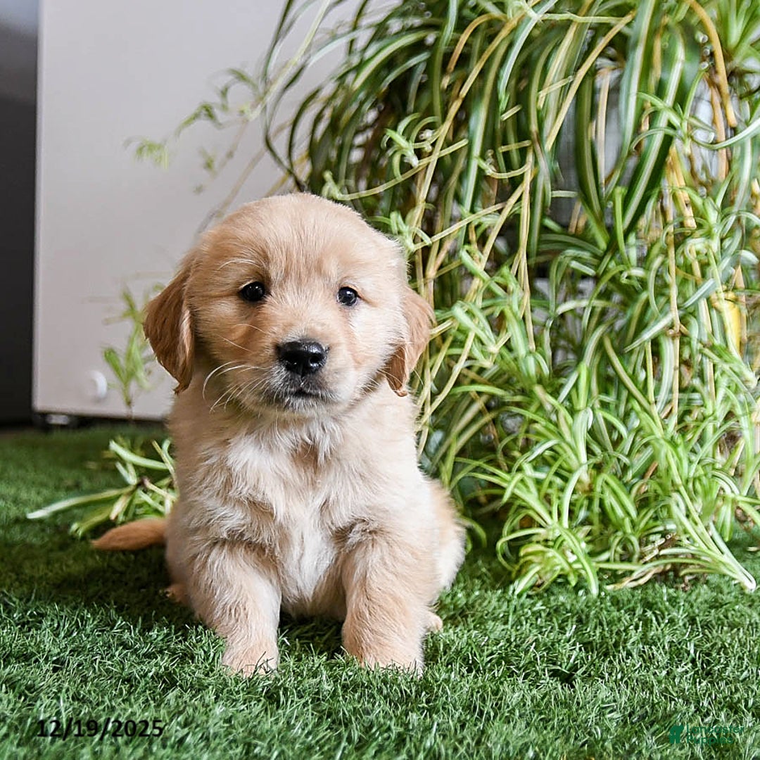 Golden Retriever dogs for sale: Moxie - Ad 2