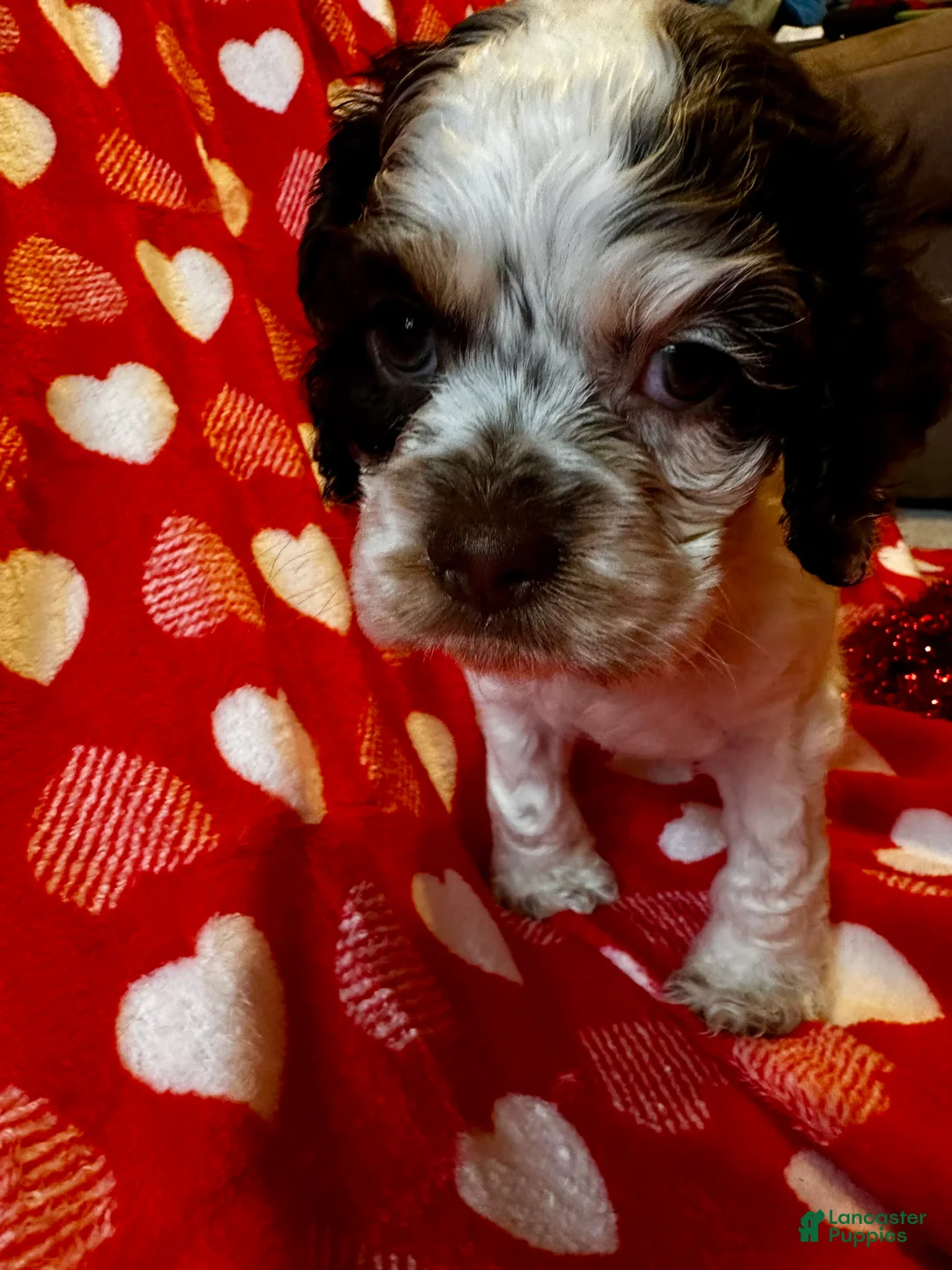 Cocker Spaniel dogs for sale: Baby Girl  - Ad 3