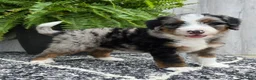 Mini Bernedoodle dogs for sale: Mini Tank - Ad 7