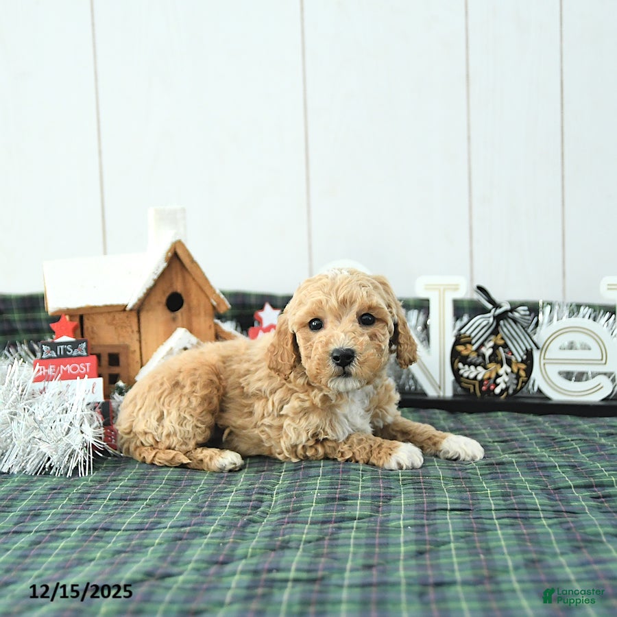 Mini Goldendoodle dogs Nemo - Ad 28