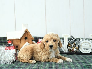 Mini Goldendoodle dogs Nemo - Ad 3