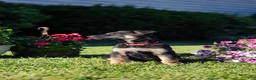 German Shepherd dogs for sale: Mario - Ad 5