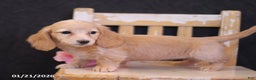 Miniature Dachshund dogs for sale: Leah - Ad 2