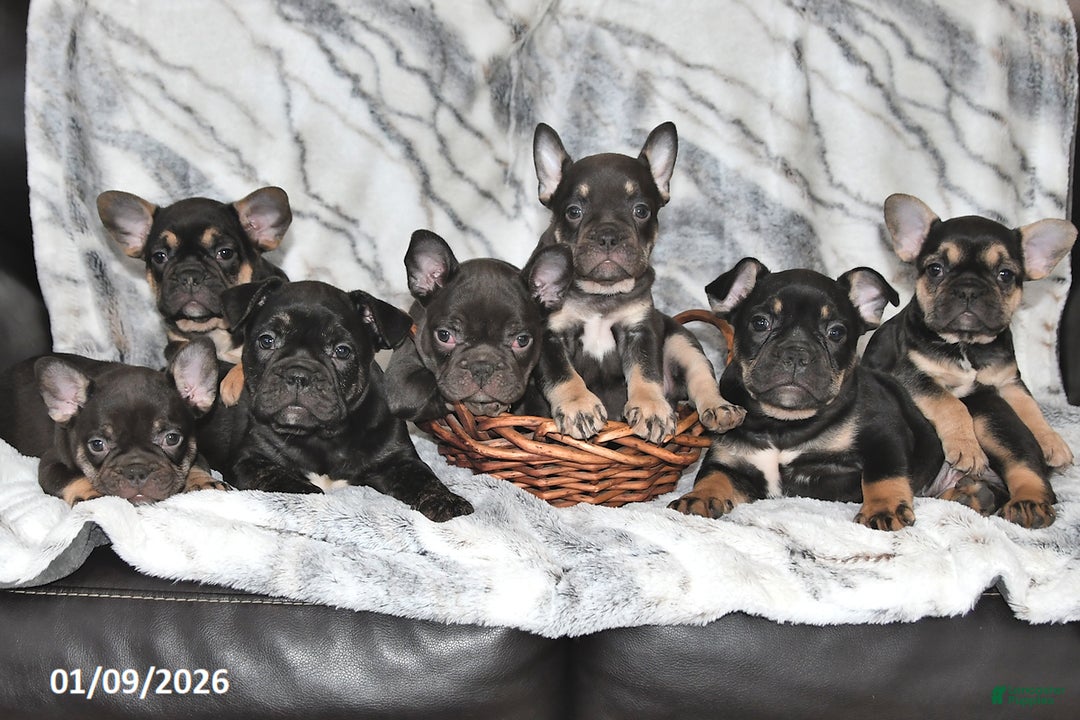 Mixed Breed dogs for sale: Nancy - Ad 3