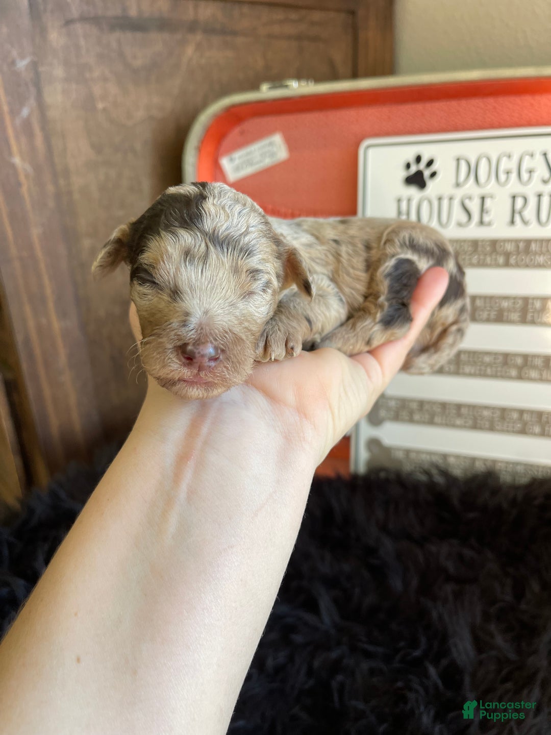 Miniature Poodle dogs for sale: Akc Chocolate Merle Phantom boy 2 - Ad 25