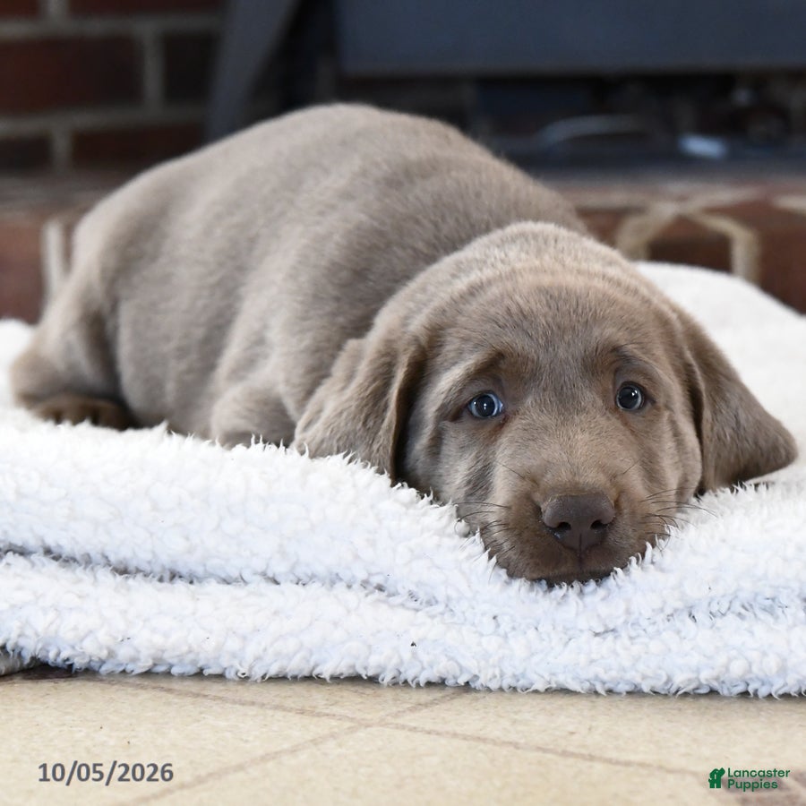 Labrador Retriever dogs Flint - Ad 2