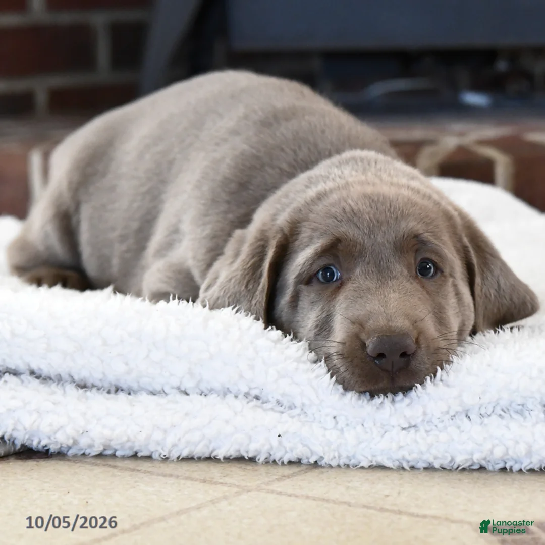 Labrador Retriever dogs for sale: Flint - Ad 2