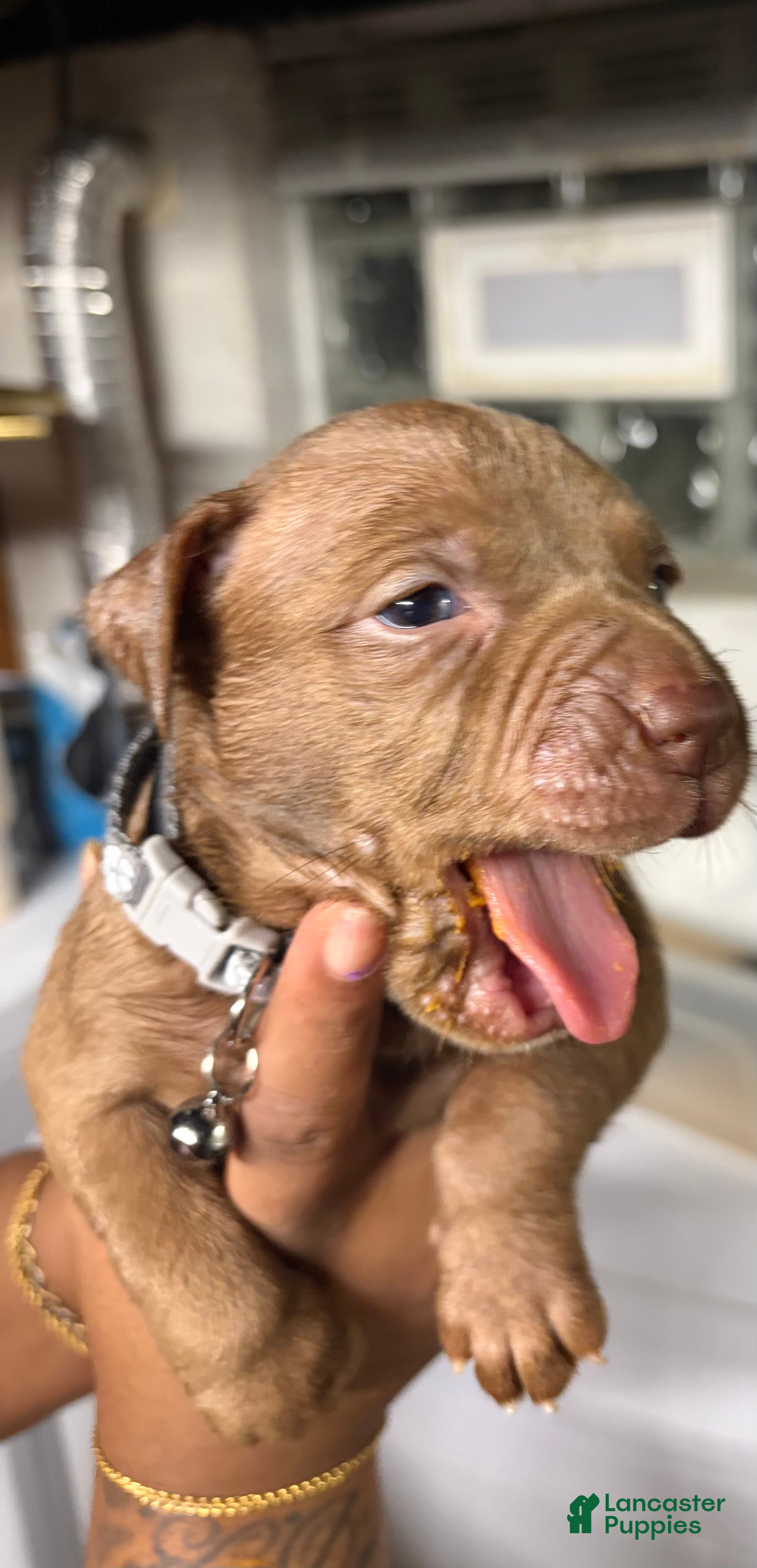 American Pit Bull Terrier dogs American Pit Bull Terrier Puppy 1 - Ad 3