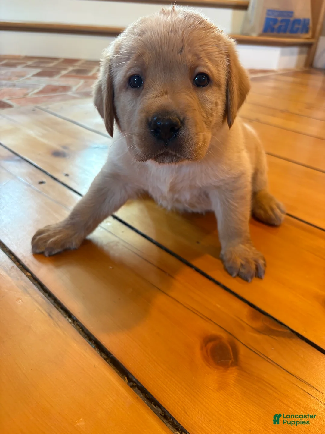 Labrador Retriever dogs for sale: Honey - Ad 2