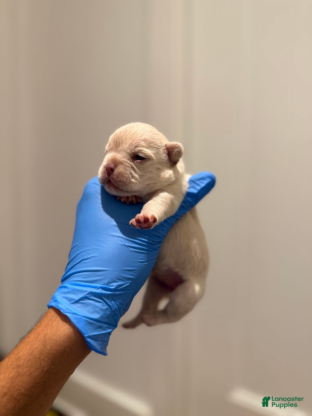 French Bulldog dogs for sale: Pearl - Ad 1