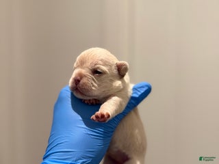 French Bulldog dogs Pearl - Ad 29