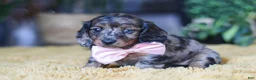 Miniature Dachshund dogs for sale: Strudel - Ad 3
