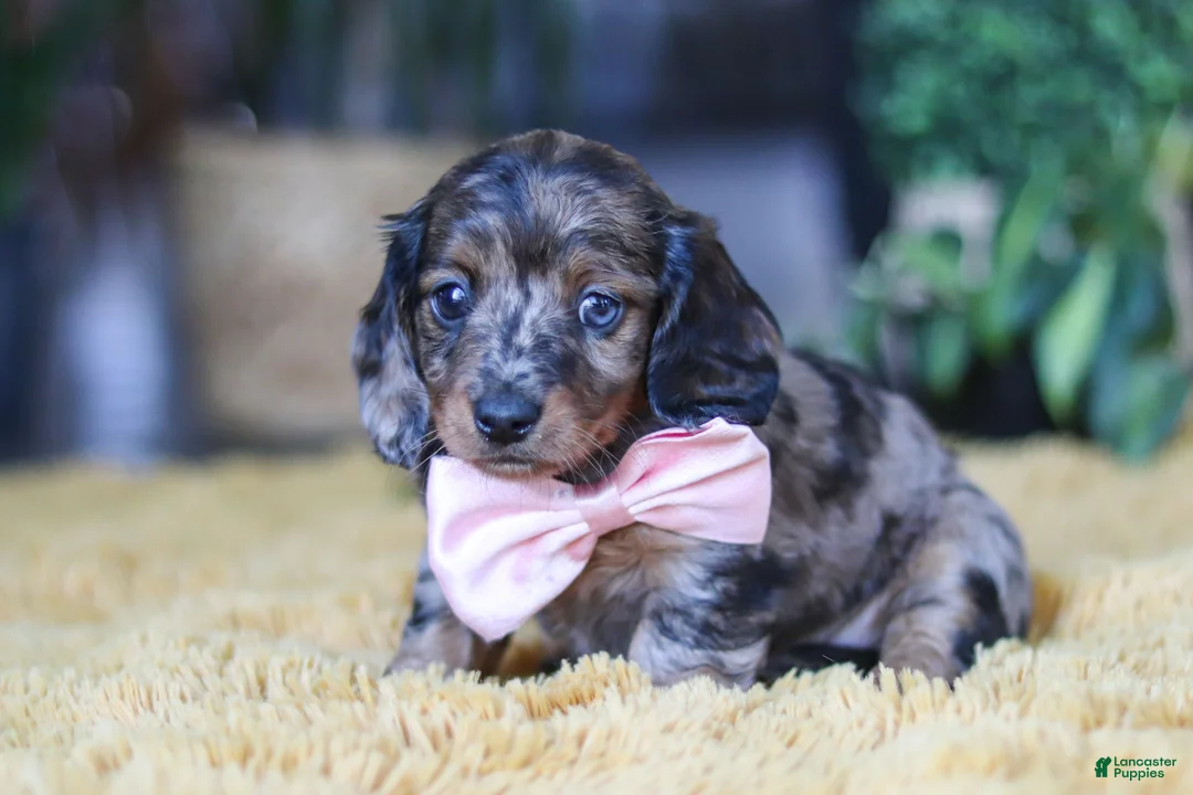 Miniature Dachshund dogs for sale: Strudel - Ad 3